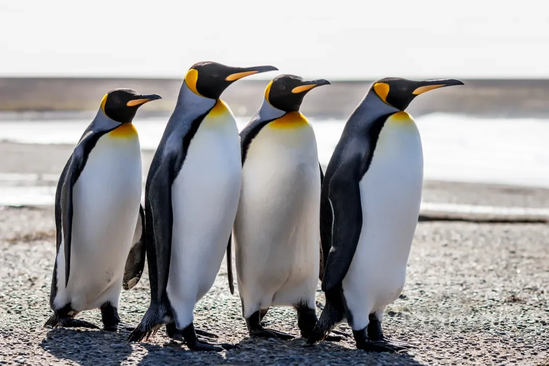 Изображение статьи «Выживание пингвинов в экстремальных условиях Антарктиды»