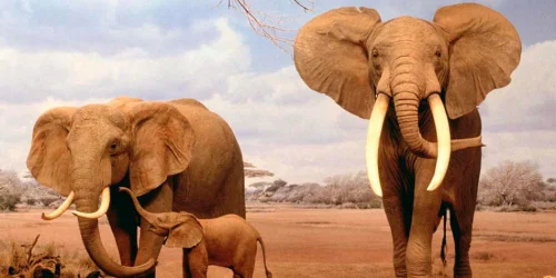 Изображение статьи «Слон: удивительные факты о жизни самого крупного наземного млекопитающего»