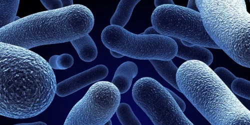 Изображение статьи «Микробы: от болезнетворных до благотворных - как они влияют на наше здоровье»