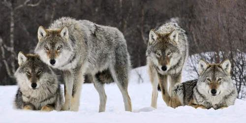 Изображение статьи «Загадочные и могучие: удивительные факты о волках»