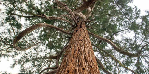 Изображение статьи «Материал дерево: значение, использование и экологическая устойчивость»
