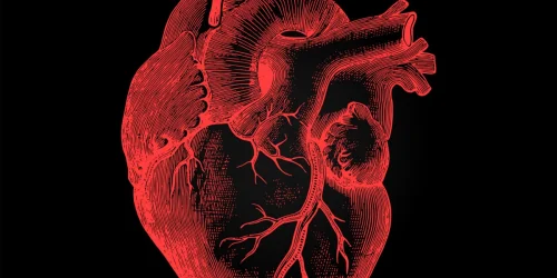 Изображение статьи «Сердце: биологический двигатель жизни человека»