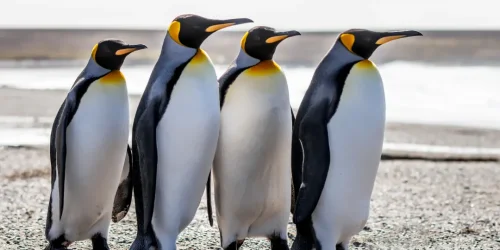 Изображение статьи «Выживание пингвинов в экстремальных условиях Антарктиды»