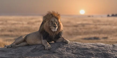 Изображение статьи «Львы: короли зверей и символы силы и власти в животном мире»
