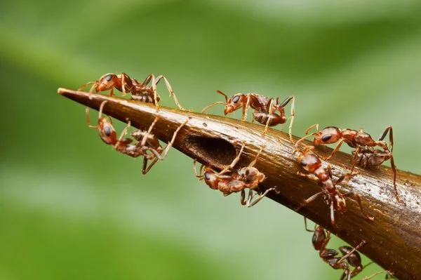 Изображение статьи «Удивительный союз муравьев и акации»