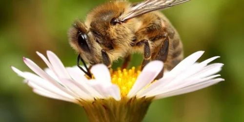 Изображение статьи «Жизнь пчёл и почему их нужно беречь»