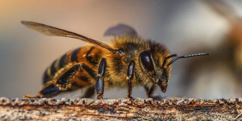 Изображение статьи «Уникальный препарат на основе яда пчел, борющийся с раковыми клетками»