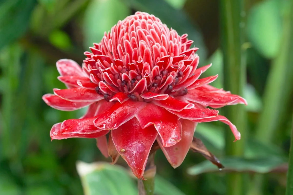 Изображение статьи «Тайна красоты и символика соцветия «Цветок имбиря»»