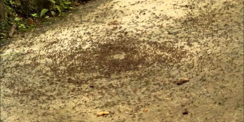 Изображение статьи «Исследование феномена «Карусель смерти» у муравьев»