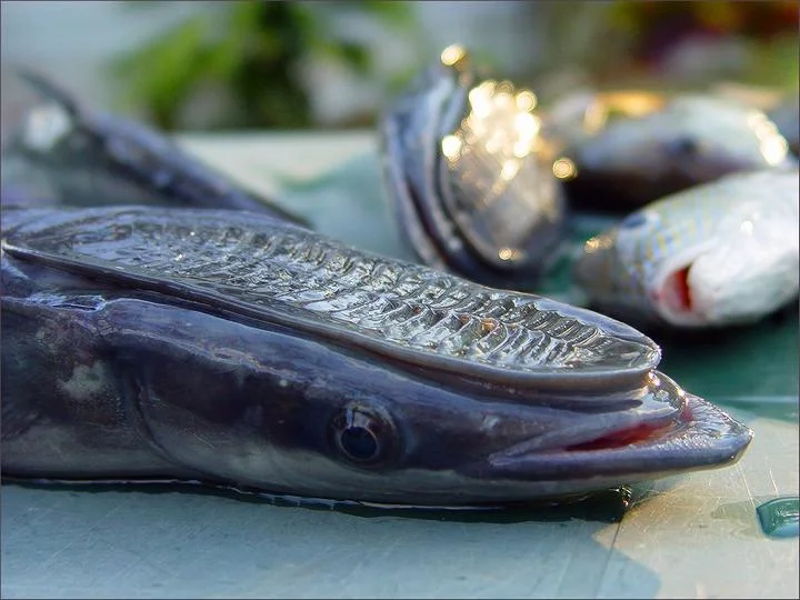 Изображение статьи «Живые фильтры - рыбы прилипалы»