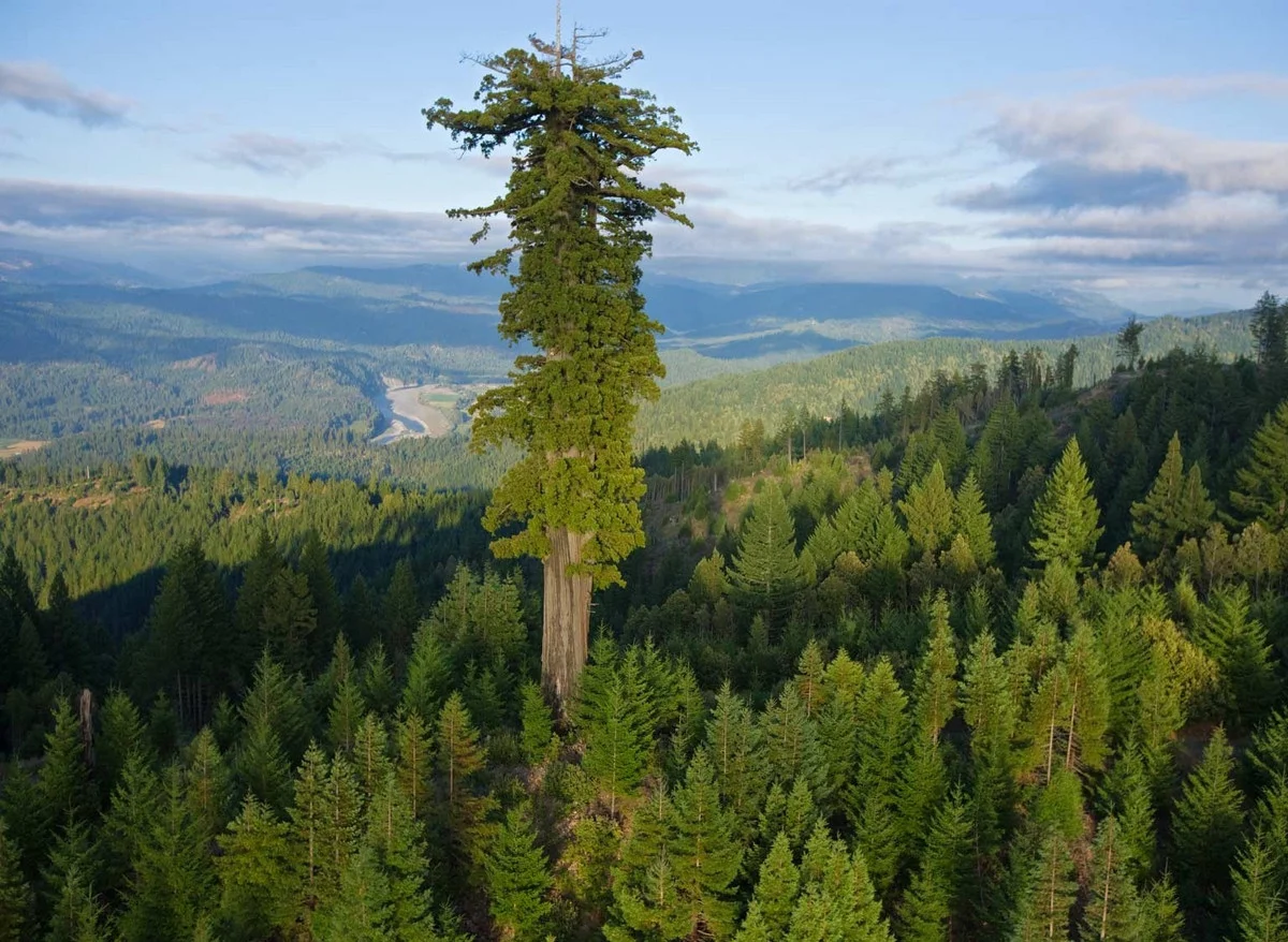 Изображение статьи «Живой маяк над лесами Земли - Гиперион»
