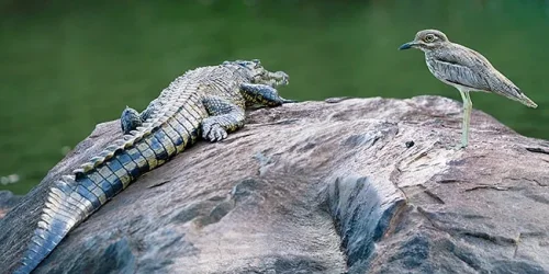 Изображение статьи «Неожиданный союз в болотной империи между водяной авдоткой и крокодилом»