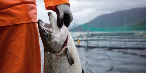 Изображение статьи «За кулисами аквакультуры: как выращивают лосося»