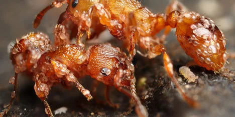 Изображение статьи «Клещи живущие на муравьях»